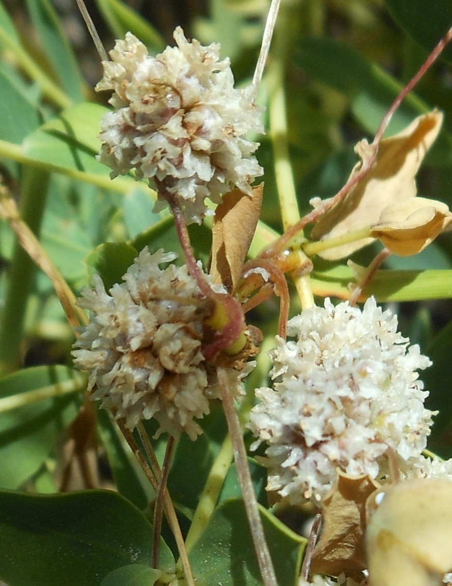 Cuscuta planiflora / Cuscuta a fiore bianco